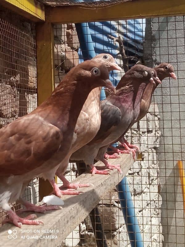 high flyer Indian breeder pair for sale description may NUM mojud ha 13