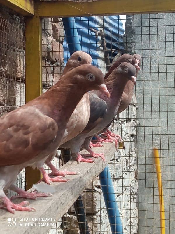 high flyer Indian breeder pair for sale description may NUM mojud ha 14