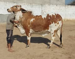 Cholistani bachiya | Cow For sale