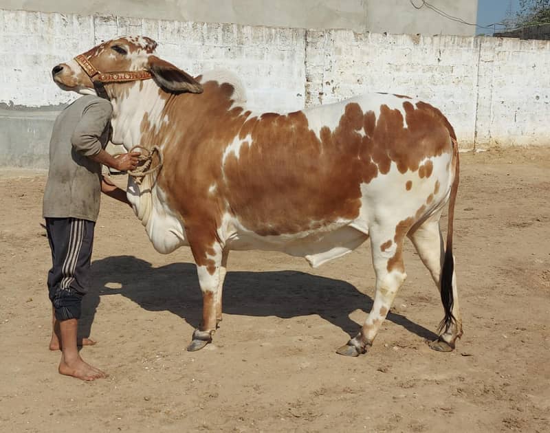 Cholistani bachiya | Cow For sale 0