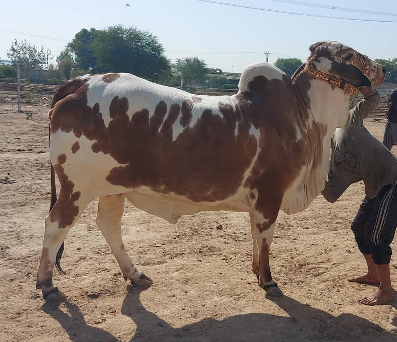 Cholistani bachiya | Cow For sale 1