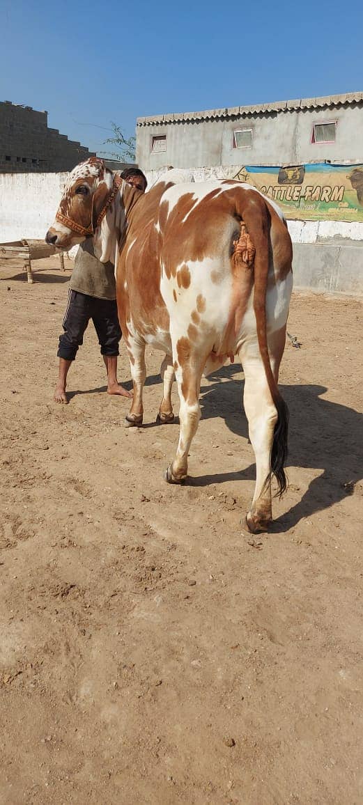 Cholistani bachiya | Cow For sale 2