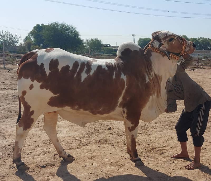 Cholistani bachiya | Cow For sale 3