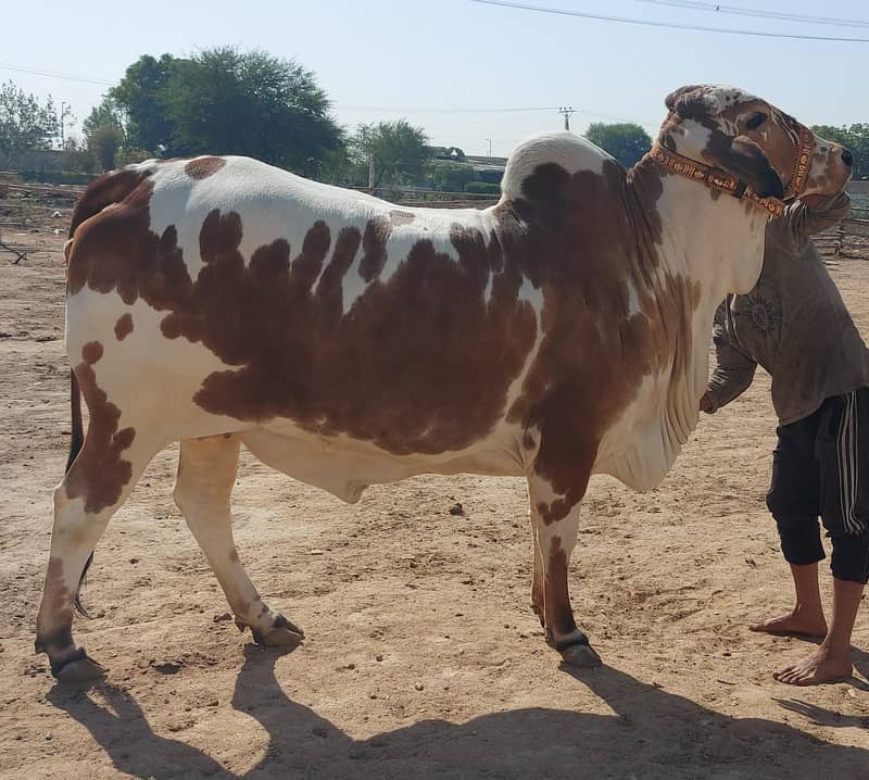 Cholistani bachiya | Cow For sale 4