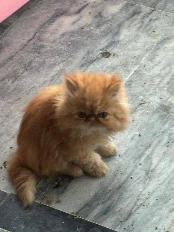 3 persian and doll face kittens for sale 0