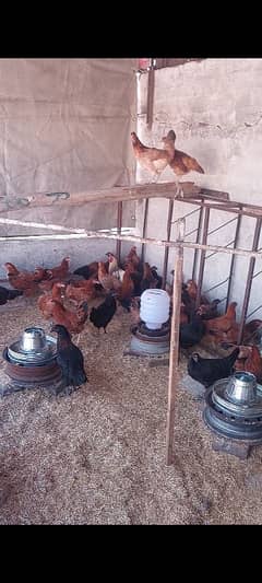 egg laying hens for sale