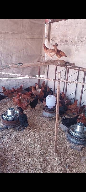 egg laying hens for sale 0