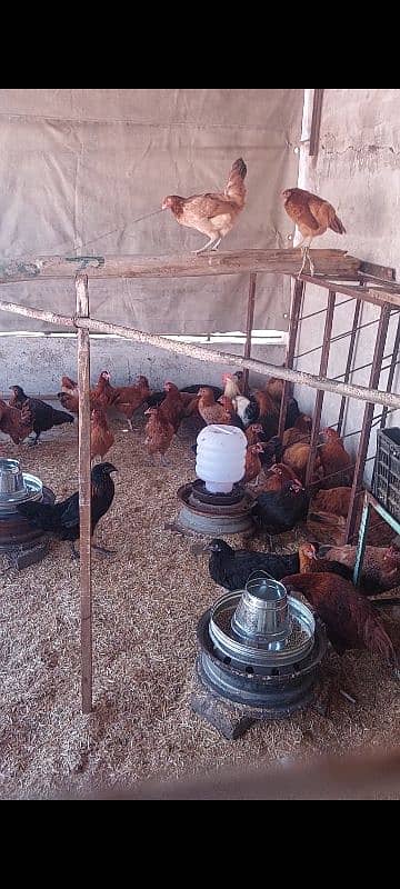 egg laying hens for sale 1