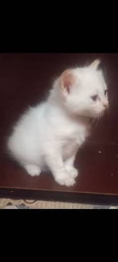 Persian White And Brown Triple Coated pair