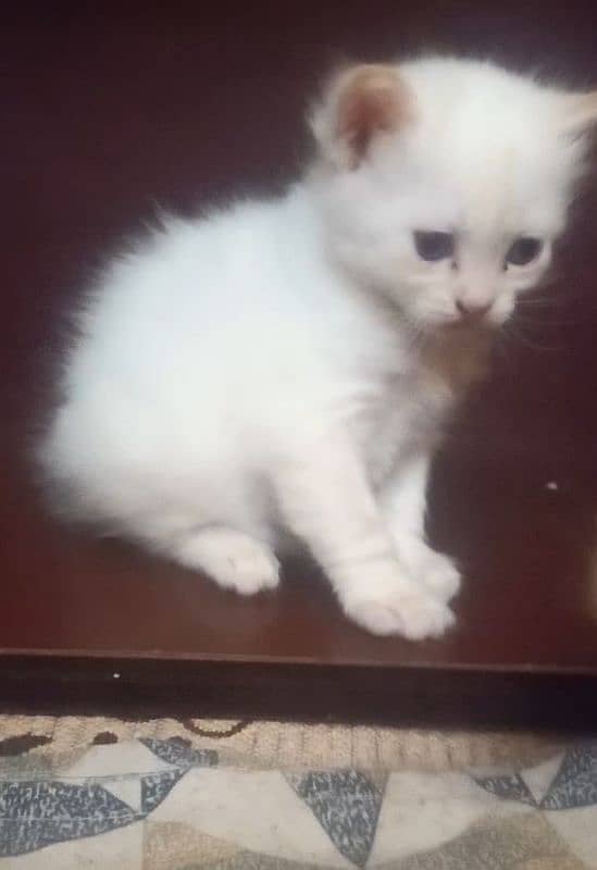 Pure Persian White Kitten Triple Coated 1