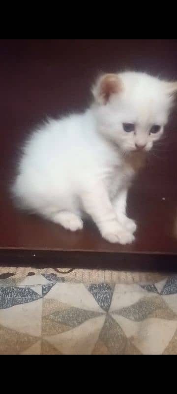 Pure Persian White Kitten Triple Coated 2