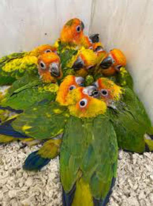 parrot chicks available 2