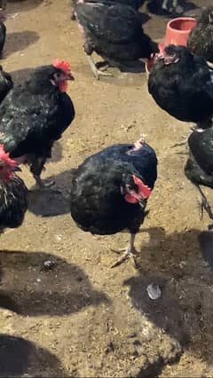 Pure Lohman Black Hens for Sale