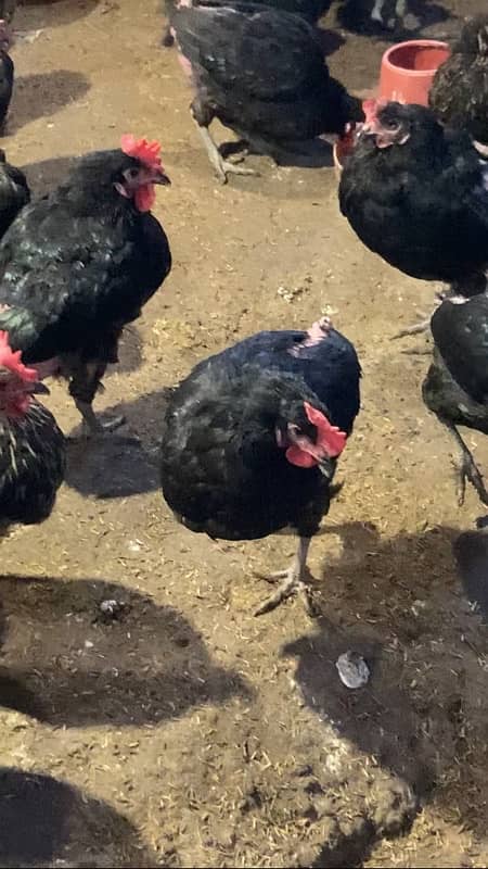 Pure Lohman Black Hens for Sale 0