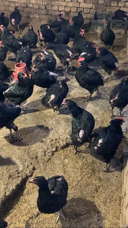 Pure Lohman Black Hens for Sale 1