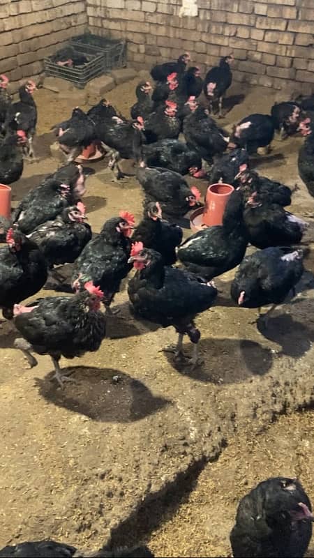 Pure Lohman Black Hens for Sale 2