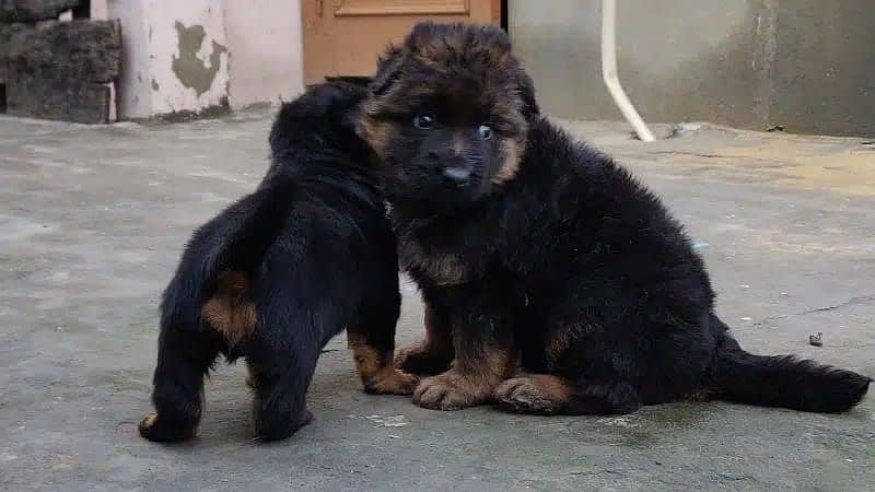 German Shepherd Pappi Dent for sale 0