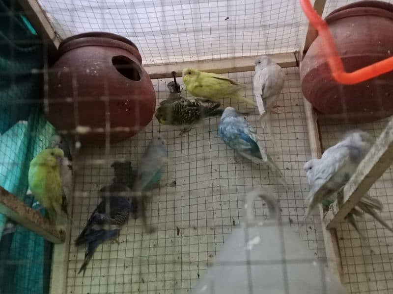 lovebirds with cage 22000 contact in 03064903474 or 03025168843 2