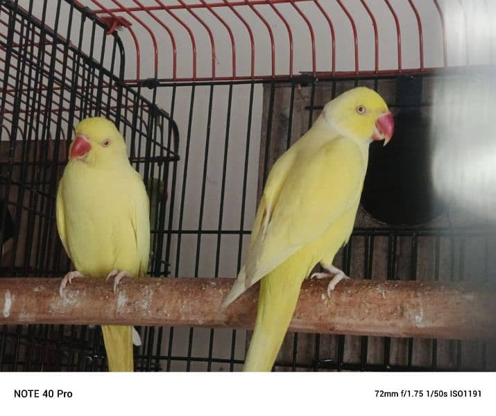 yellow ringneck 03353481775 0