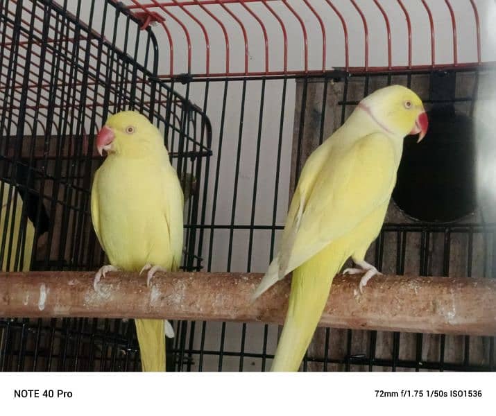 yellow ringneck 03353481775 1