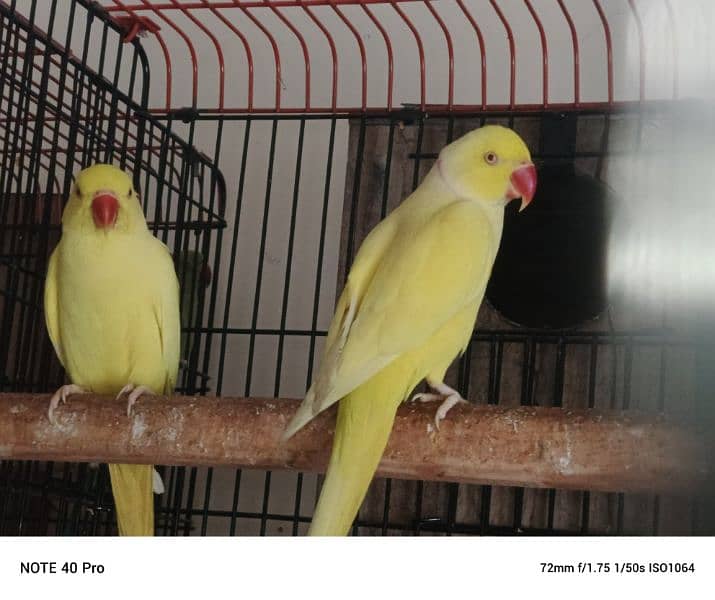 yellow ringneck 03353481775 2