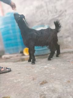 Goat | Bakra | Pahari Bakra | Khera | Bakry | Goats