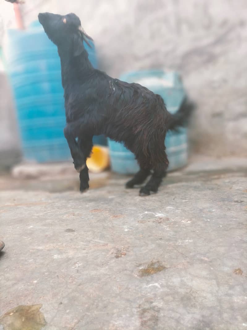 Goat | Bakra | Pahari Bakra | Khera | Bakry | Goats 3