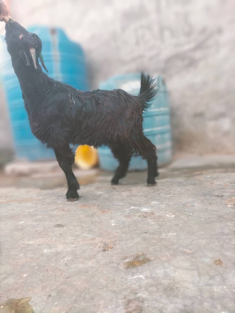 Goat | Bakra | Pahari Bakra | Khera | Bakry | Goats 4