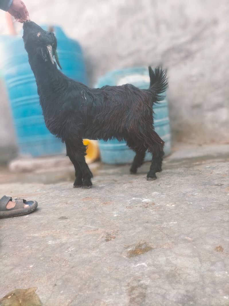 Goat | Bakra | Pahari Bakra | Khera | Bakry | Goats 5