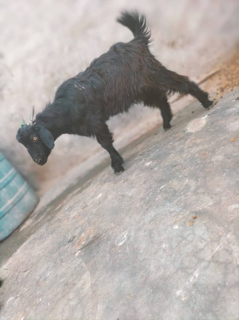 Goat | Bakra | Pahari Bakra | Khera | Bakry | Goats 8