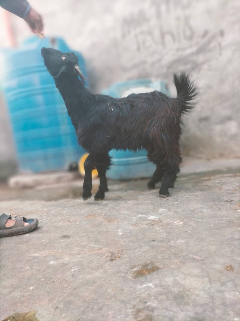 Goat | Bakra | Pahari Bakra | Khera | Bakry | Goats 9