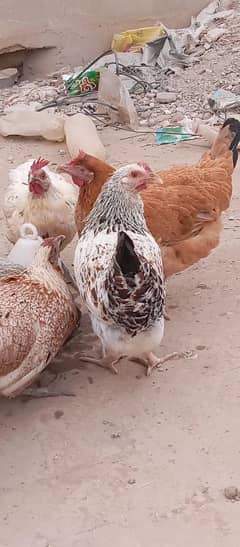 misri hens | eggs laying | healthy active