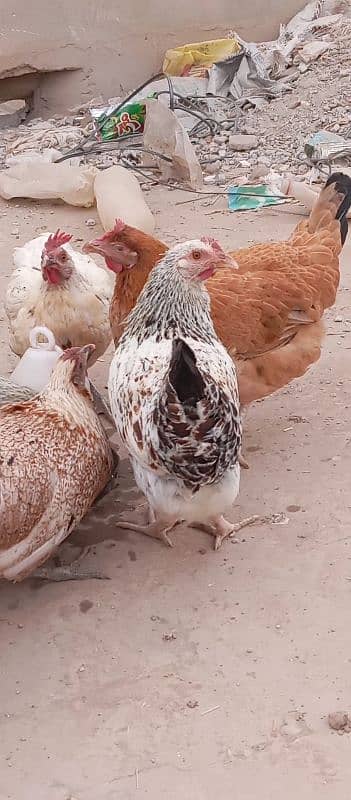 misri hens | eggs laying | healthy active 0