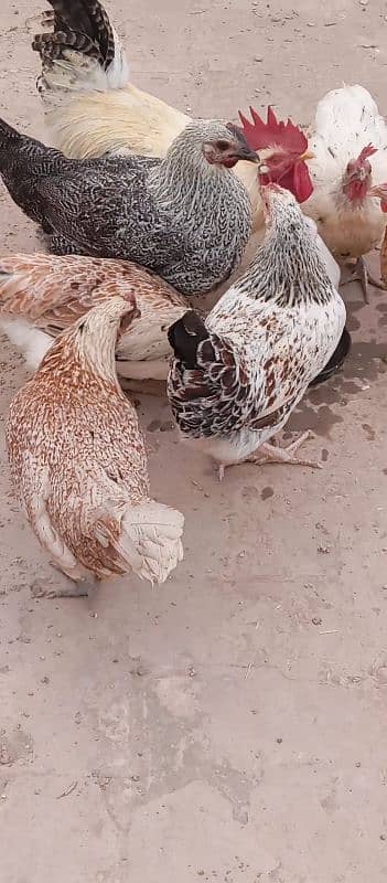 misri hens | eggs laying | healthy active 1