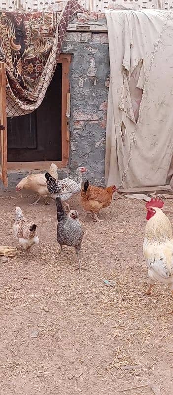 misri hens | eggs laying | healthy active 2