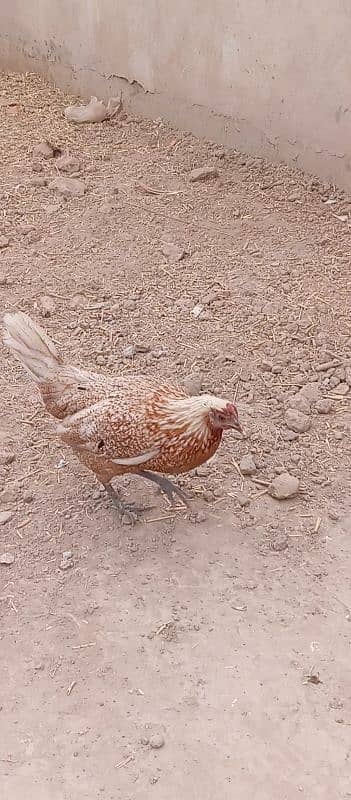 misri hens | eggs laying | healthy active 3