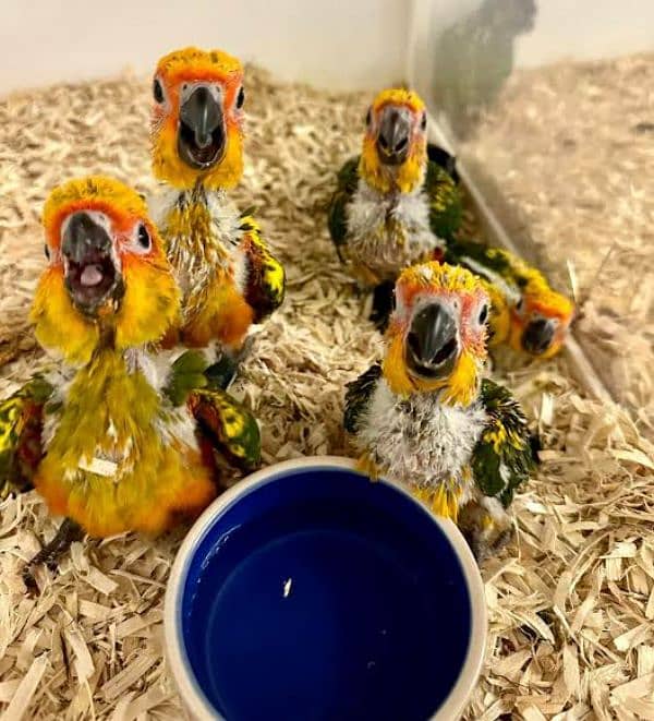 parrot chicks available 1