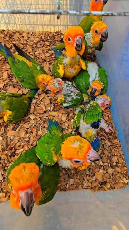 parrot chicks available 0