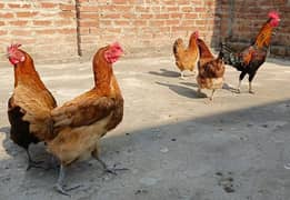 Golden hens egg laying for sale