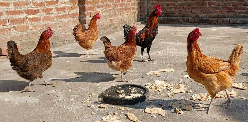 Golden hens egg laying for sale 1