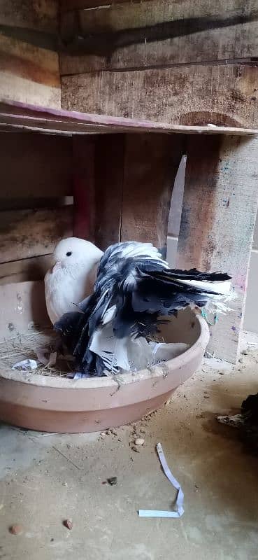 Breeder Fantail Bonded Pair Ready For New Shelter 0