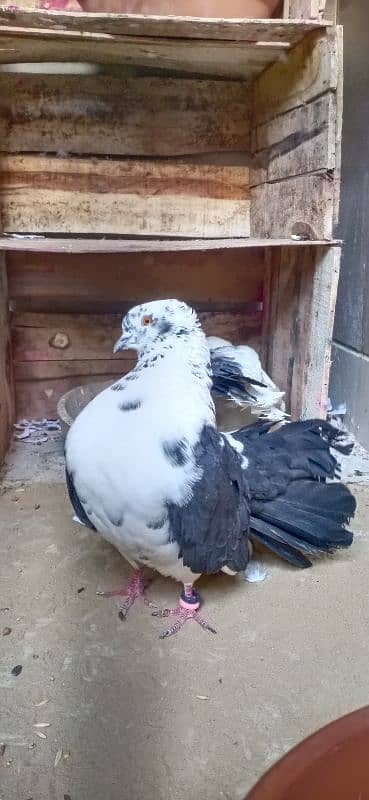 Breeder Fantail Bonded Pair Ready For New Shelter 1