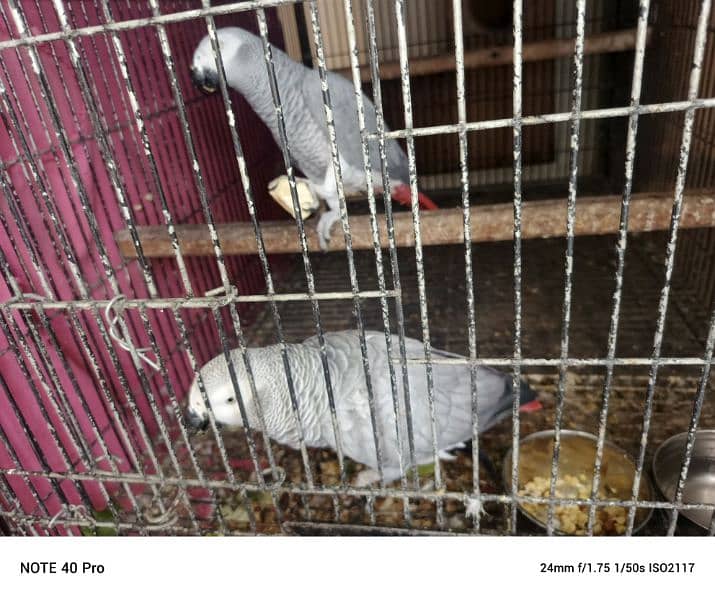 African grey 2