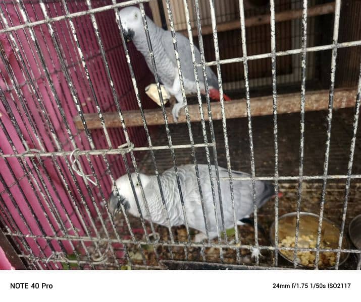 African grey 3