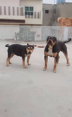 Pitbull Tri colour puppies available