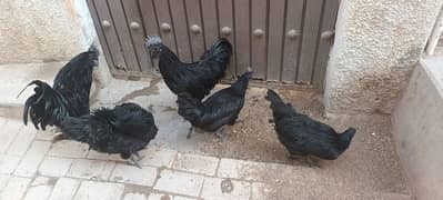 Ayam cemani