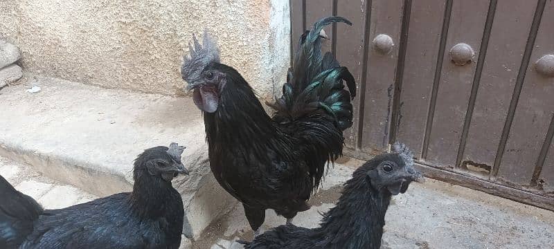 Ayam cemani 1