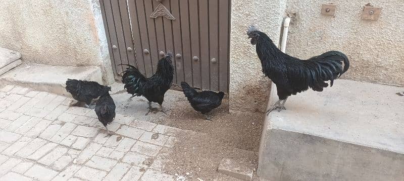 Ayam cemani 2