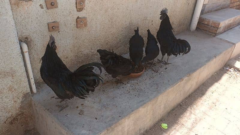 Ayam cemani 3