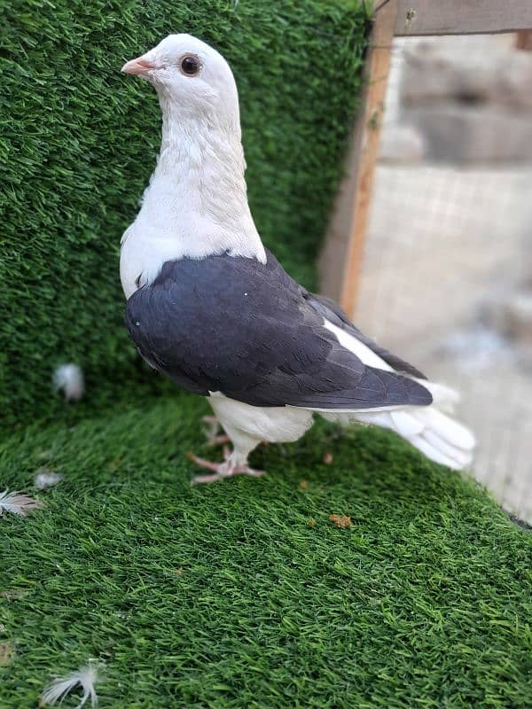 fancy pigeon|sherazi pigeon |کبوتر| kabutar |white silver|red mukhi 0